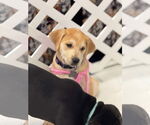 Small Photo #28 Retriever -Unknown Mix Puppy For Sale in Holly Springs, NC, USA