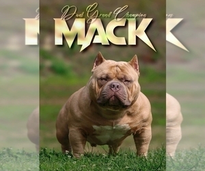 Father of the American Bully puppies born on 03/16/2026