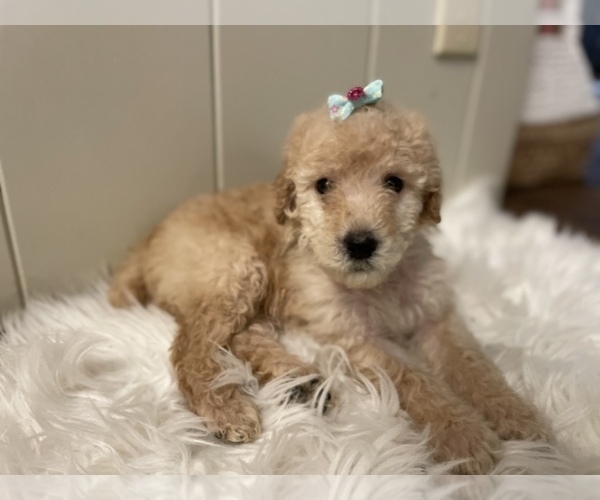 Medium Photo #7 Goldendoodle Puppy For Sale in KEIZER, OR, USA