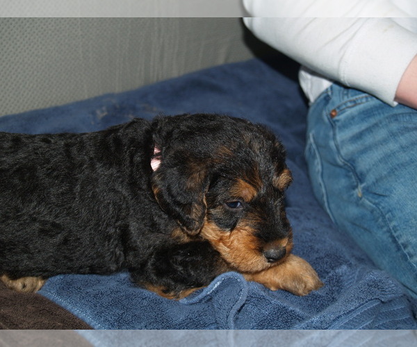 Medium Photo #5 Airedale Terrier Puppy For Sale in CHARLESTOWN, IN, USA