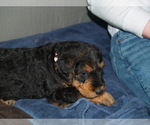 Small Photo #49 Airedale Terrier Puppy For Sale in CHARLESTOWN, IN, USA