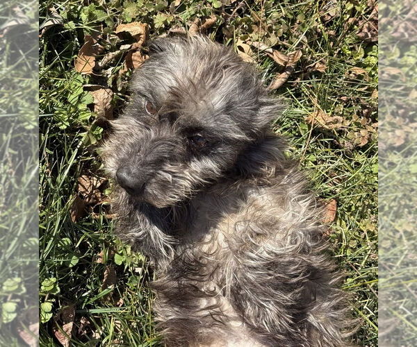 Medium Photo #2 Mutt Puppy For Sale in Mooresville, NC, USA