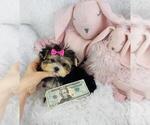 Small #4 Maltipoo