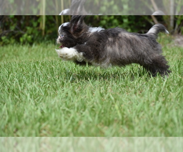 Medium Photo #5 Shih Tzu Puppy For Sale in PALM COAST, FL, USA