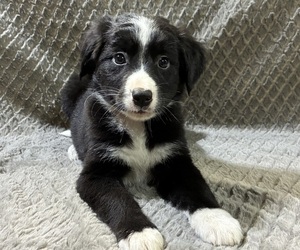 Bordernese Puppy for sale in CHETEK, WI, USA