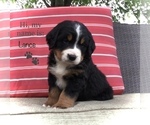 Puppy Lance Bernese Mountain Dog