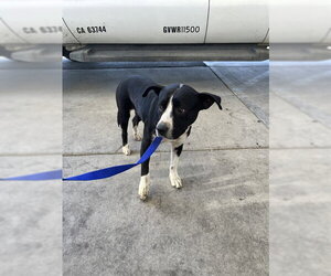 Mutt Dogs for adoption in Bakersfield, CA, USA