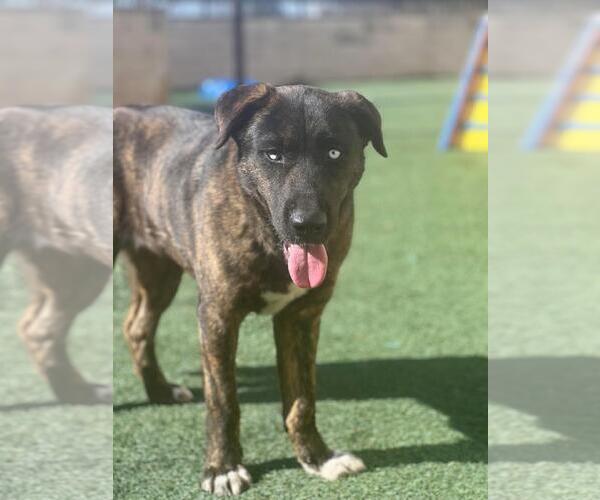 Medium Photo #11 Gerberian Shepsky Puppy For Sale in Rockwall, TX, USA