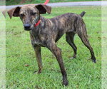 Small #3 Italian Greyhound Mix
