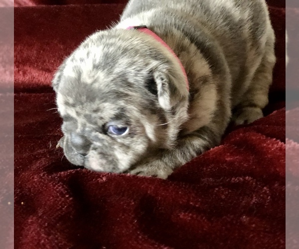 Medium Photo #15 French Bulldog Puppy For Sale in BUCKS BAR, CA, USA