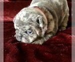 Small Photo #15 French Bulldog Puppy For Sale in BUCKS BAR, CA, USA