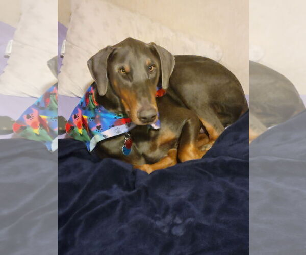 Medium Photo #5 Doberman Pinscher Puppy For Sale in Buffalo, MN, USA