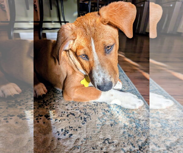 Medium Photo #8 Mutt Puppy For Sale in Sandy, UT, USA