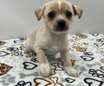 Small Photo #13 Jack Chi Puppy For Sale in SAINT AUGUSTINE, FL, USA