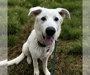 Medium Labrador Retriever Mix