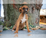 Puppy Fiona Boxer