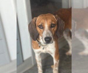 Finn IV - Male Beagle-Unknown Mix Dog for Adoption - Photo #9