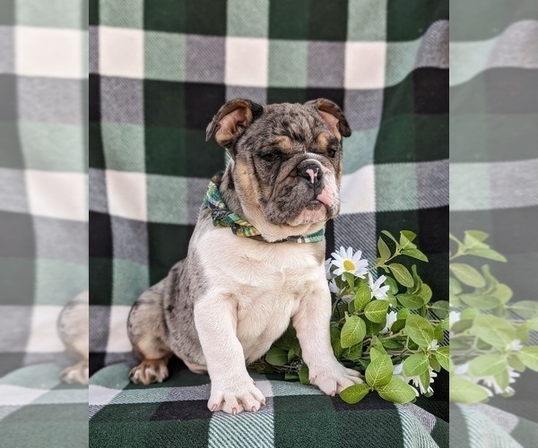 Medium Photo #8 English Bulldog Puppy For Sale in COCHRANVILLE, PA, USA