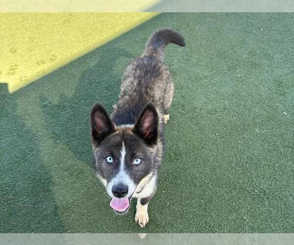 Medium Photo #3 Siberian Husky-Unknown Mix Puppy For Sale in Martinez, CA, USA