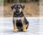 Small Labrador Retriever Mix