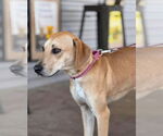 Small #5 Labrador Retriever Mix