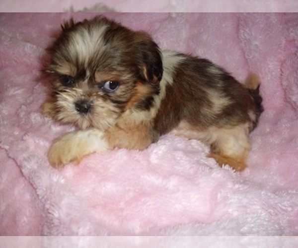 Medium Photo #1 Shih Tzu Puppy For Sale in JACKSON, MS, USA