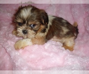 Shih Tzu Puppy for sale in JACKSON, MS, USA