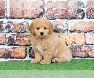 Poochon Puppy for sale in BEL AIR, MD, USA