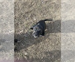 Puppy 2 Plott Hound-Treeing Walker Coonhound Mix