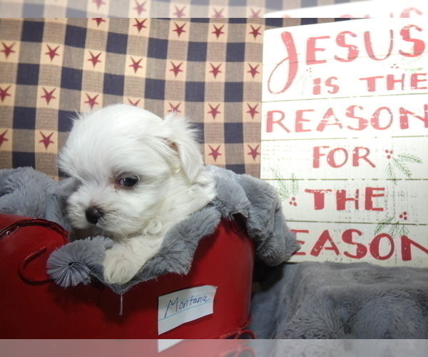 Medium Photo #5 Maltese Puppy For Sale in MOMEYER, NC, USA