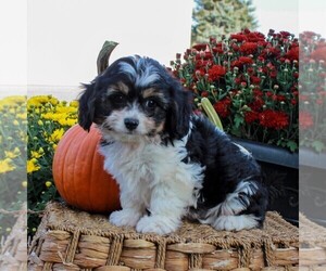 Cavachon Puppy for sale in GORDONVILLE, PA, USA