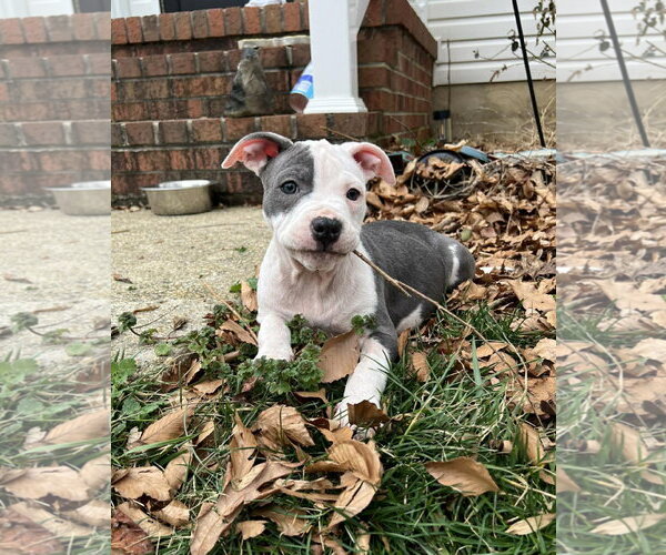 Medium Photo #5 Mutt Puppy For Sale in Spotsylvania, VA, USA