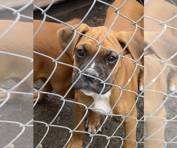 Medium Photo #7 Boxer Puppy For Sale in VICTORIA, TX, USA
