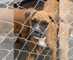 Small #6 Boxer