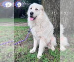 Small #4 Great Pyrenees