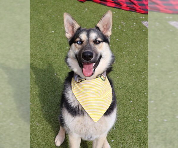 Medium Photo #3 Gerberian Shepsky Puppy For Sale in Rockaway, NJ, USA