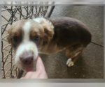 Small Australian Shepherd Mix