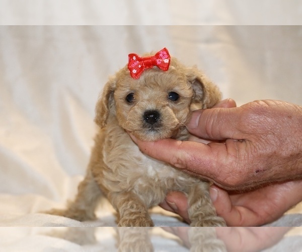 Medium Photo #14 Poodle (Toy) Puppy For Sale in DYERSBURG, TN, USA