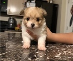 Puppy 2 Shiranian