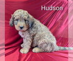 Small Photo #4 Bernedoodle Puppy For Sale in CANON CITY, CO, USA