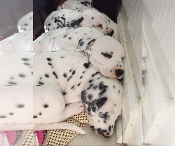 Medium Photo #12 Dalmatian Puppy For Sale in SILVER LAKE, NY, USA