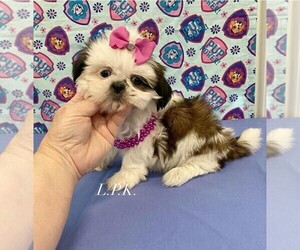 Shih Tzu Puppy for sale in WINNSBORO, LA, USA