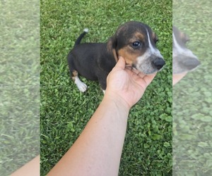 Beagle Puppy for sale in WESTFIELD, MA, USA