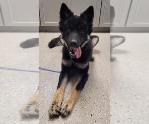 German Shepherd Dog Dogs for adoption in Lodi, CA, USA