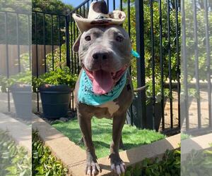 Lenny - Male American Pit Bull Terrier-American Staffordshire Terrier Mix Dog for Adoption - Photo #2