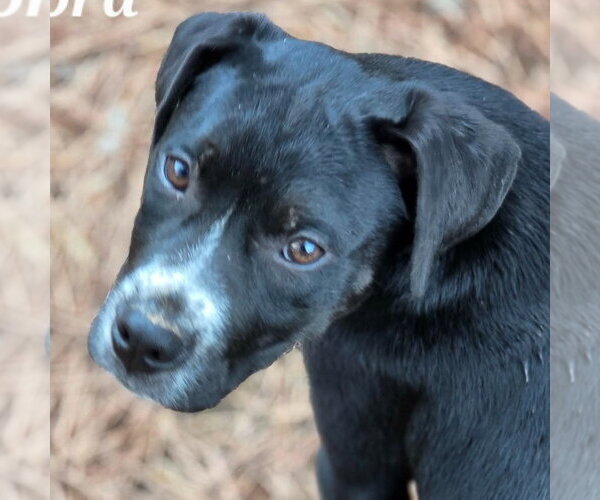 Medium Photo #1 Boxer-Unknown Mix Puppy For Sale in Canton, CT, USA