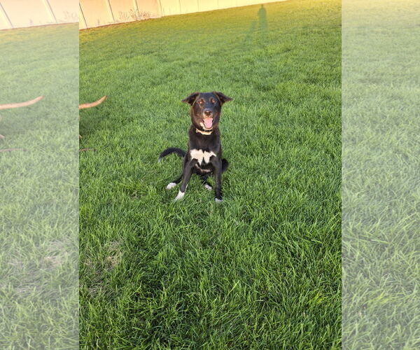 Medium Photo #3 Huskies -Unknown Mix Puppy For Sale in MIDWAY, UT, USA