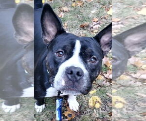 Bulldog-Unknown Mix Dogs for adoption in Hillsboro, NH, USA