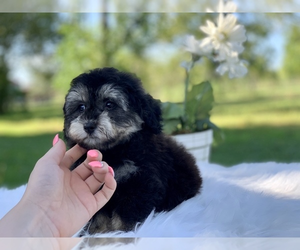 Medium Photo #4 Havanese-Poodle (Toy) Mix Puppy For Sale in HOUSTON, TX, USA