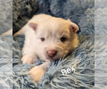 Small Photo #4 Pomsky Puppy For Sale in BLACKFOOT, ID, USA